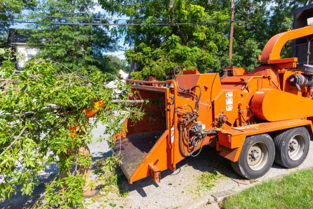 Tree Service Company in Paxtang, PA